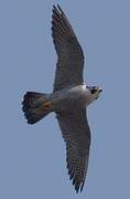 Peregrine Falcon