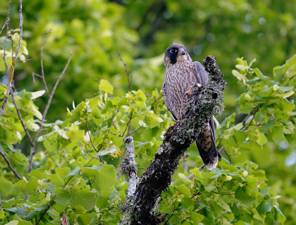 Faucon pèlerin mâle immature