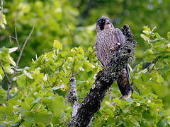 Peregrine Falcon