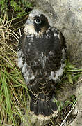 Peregrine Falcon