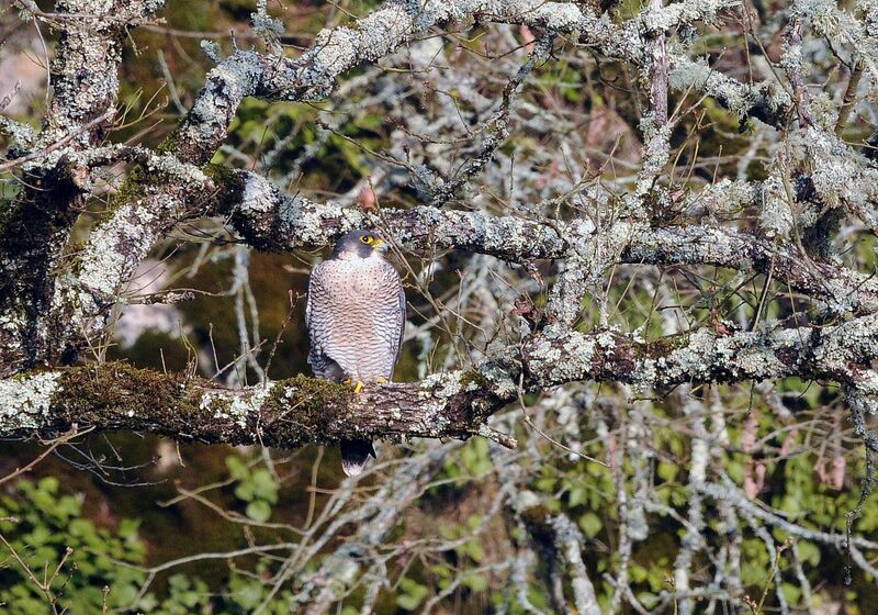 Peregrine Falcon female adult breeding