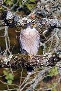 Peregrine Falcon