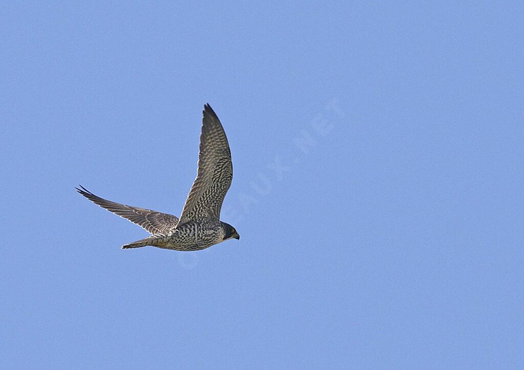 Peregrine Falcon male adult breeding