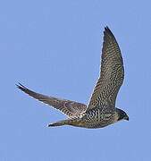 Peregrine Falcon