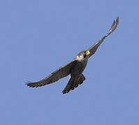 Peregrine Falcon