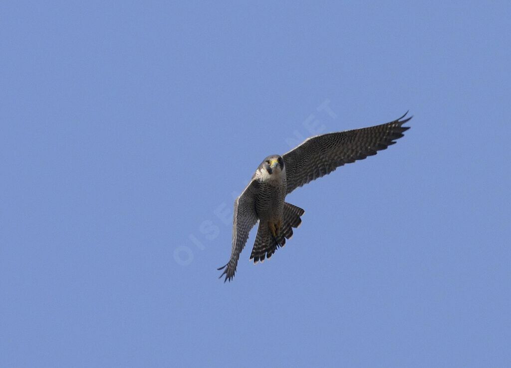 Peregrine Falcon female adult breeding