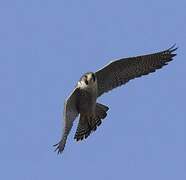 Peregrine Falcon