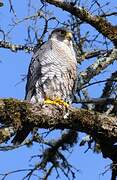 Peregrine Falcon