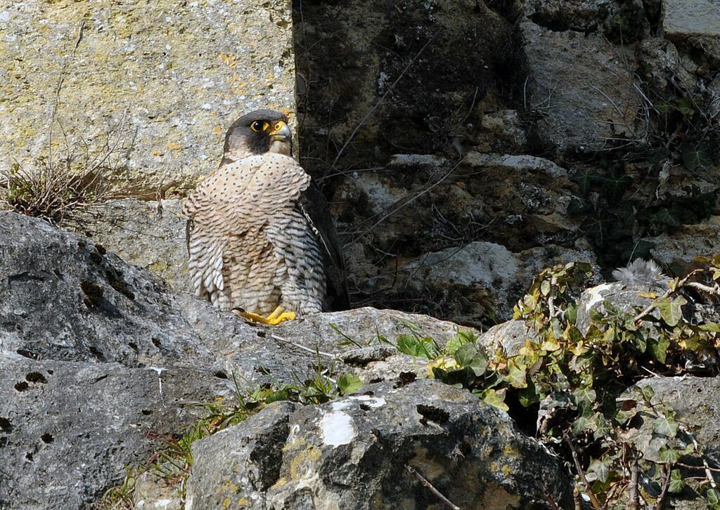 Peregrine Falcon female adult breeding