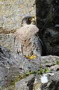 Peregrine Falcon