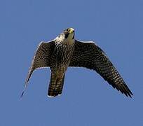 Peregrine Falcon