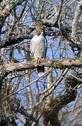 Peregrine Falcon