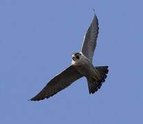 Peregrine Falcon