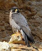 Peregrine Falcon