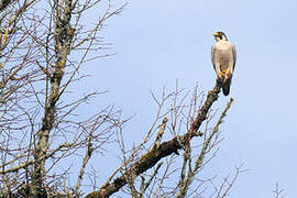 Peregrine Falcon