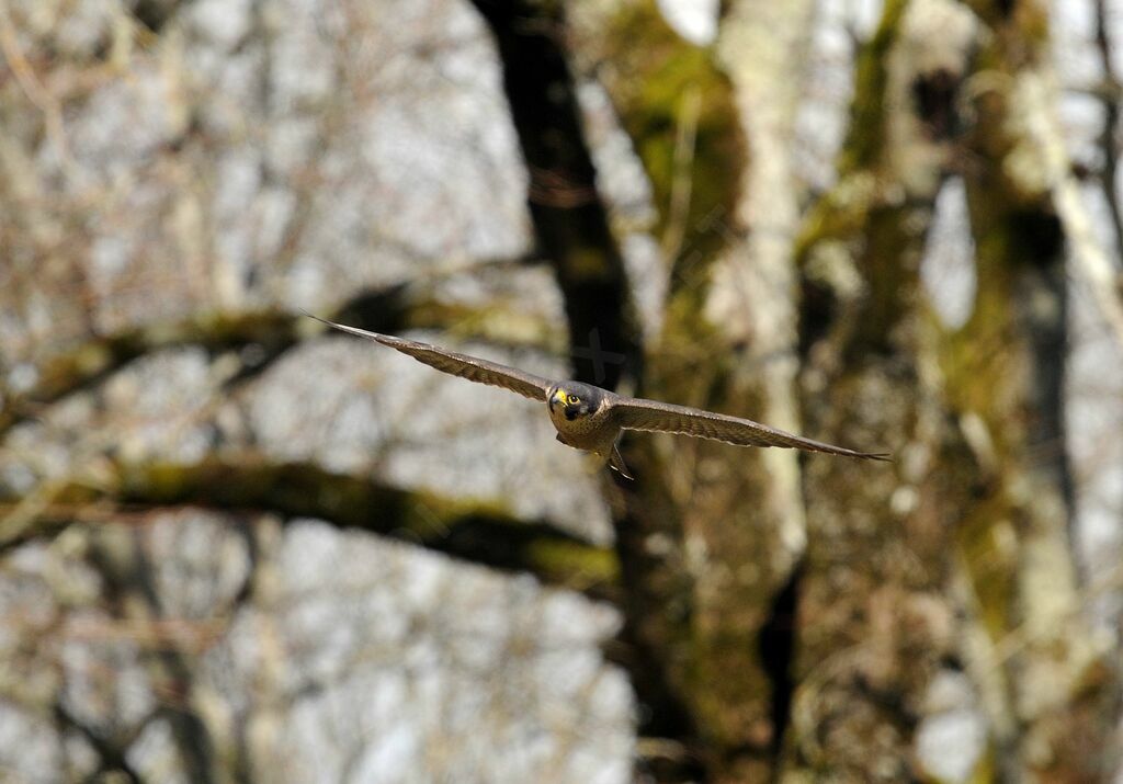 Peregrine Falcon female adult breeding