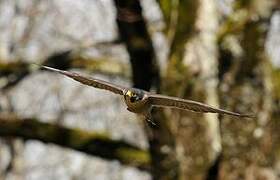 Peregrine Falcon