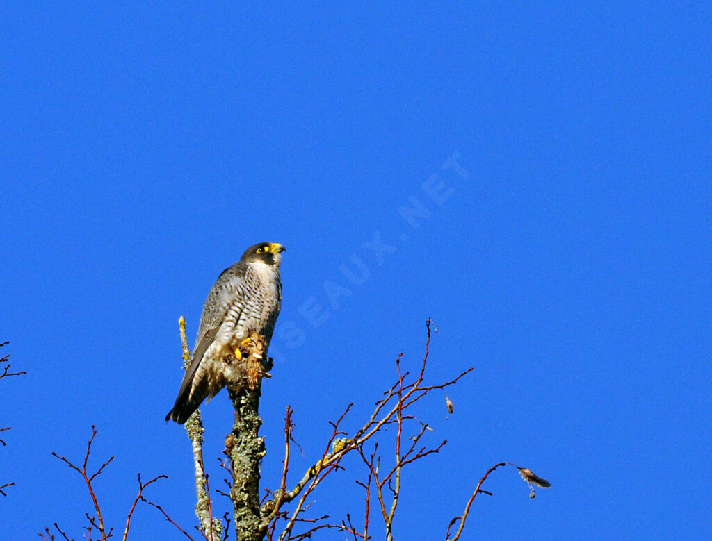 Peregrine Falcon