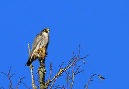 Peregrine Falcon