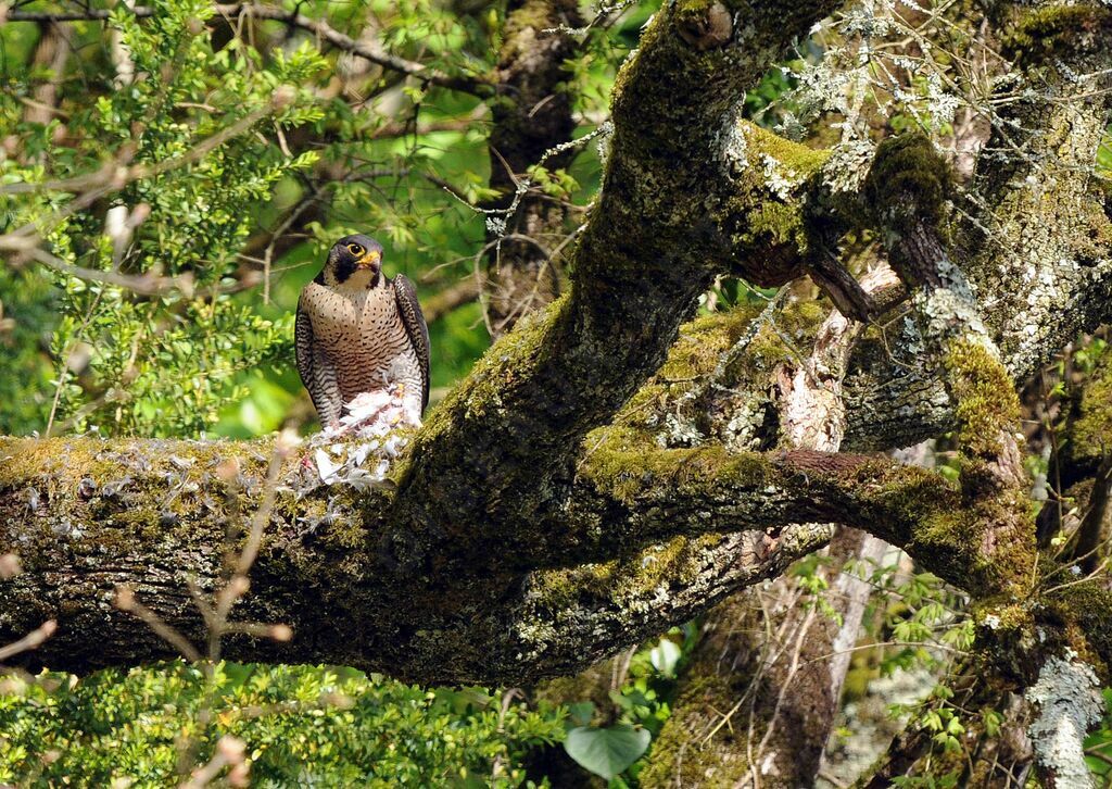 Peregrine Falcon