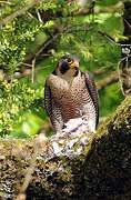 Peregrine Falcon