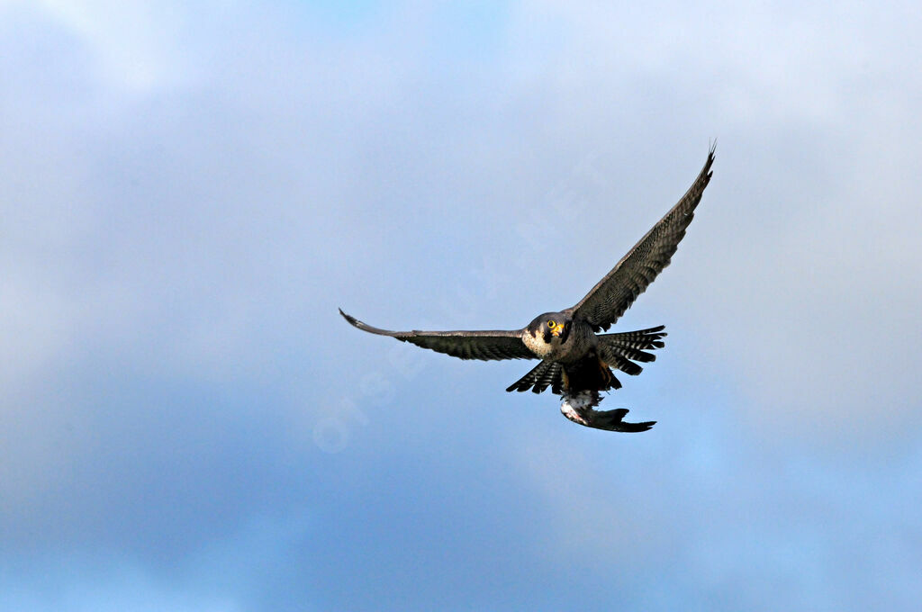 Peregrine Falcon