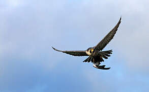 Peregrine Falcon