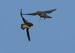 Peregrine Falcon