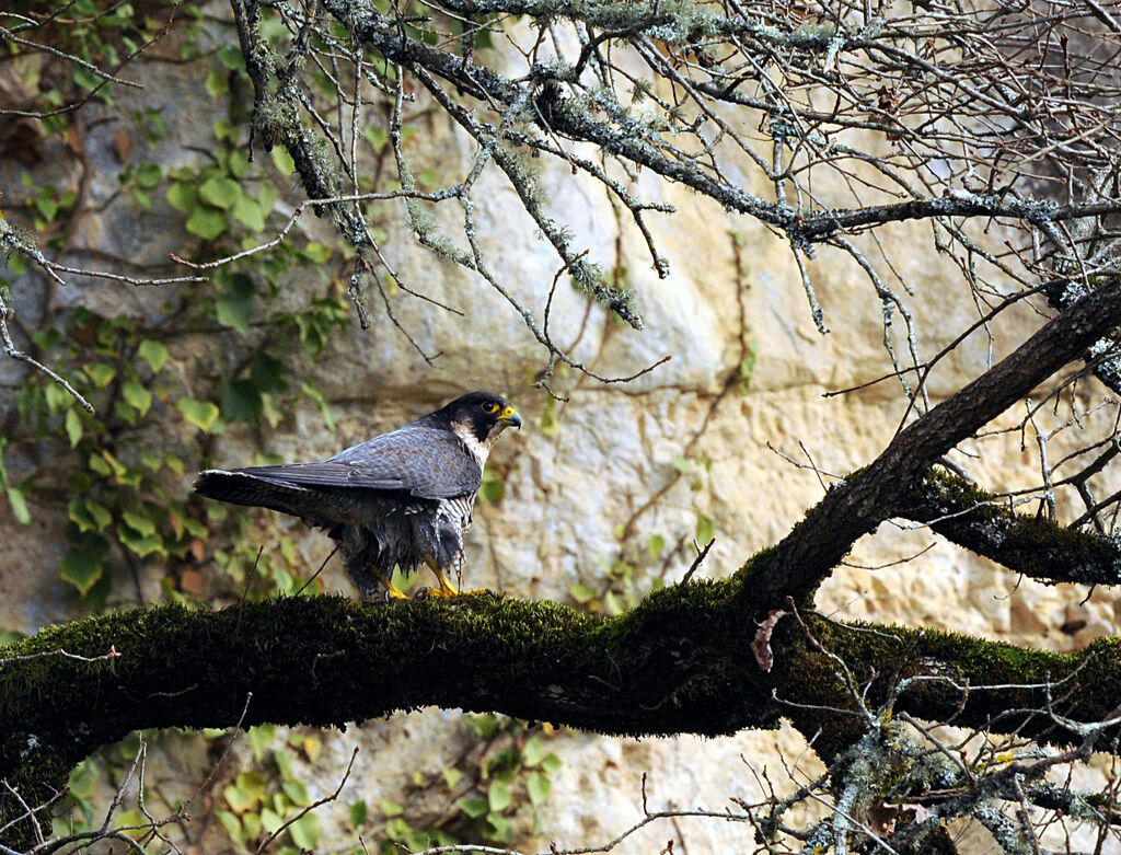 Peregrine Falcon female adult