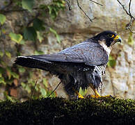 Peregrine Falcon