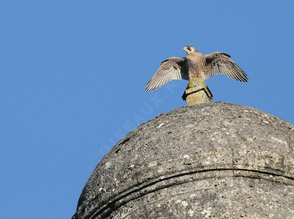 Peregrine Falcon