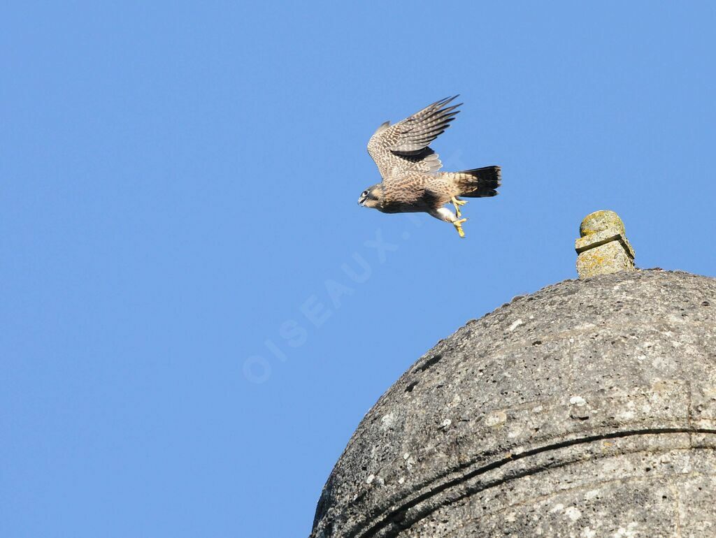 Peregrine Falcon