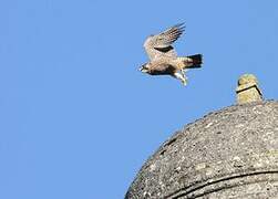 Peregrine Falcon