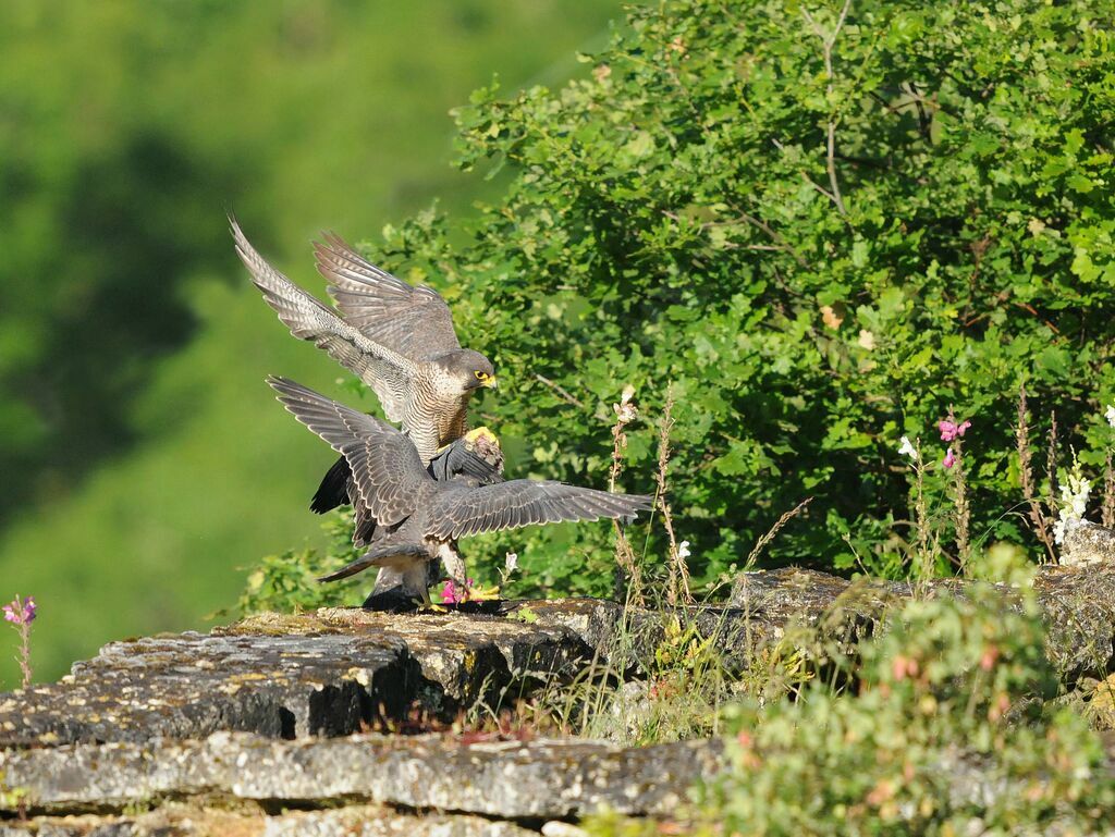 Peregrine Falcon