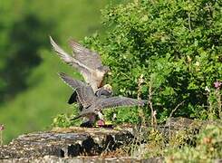 Peregrine Falcon