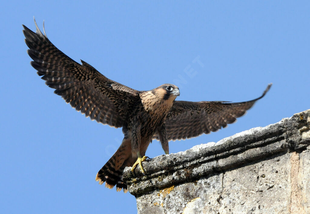 Faucon pèlerin mâle immature