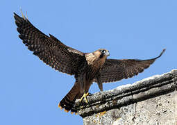 Peregrine Falcon