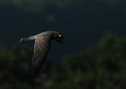 Peregrine Falcon