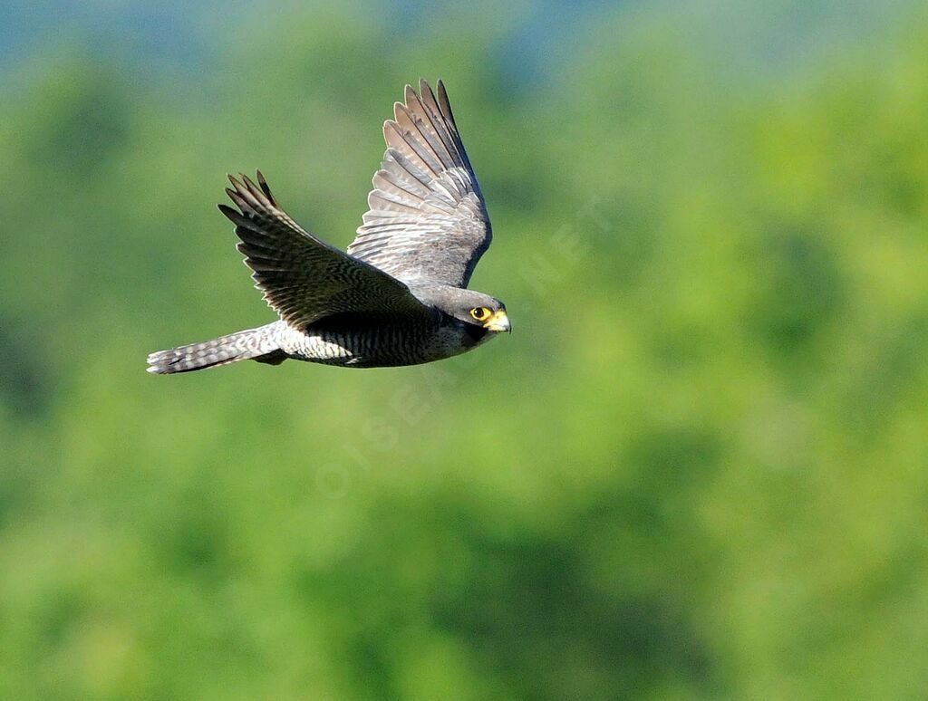 Peregrine Falcon