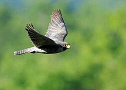 Peregrine Falcon