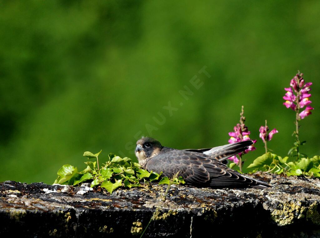 Peregrine Falcon