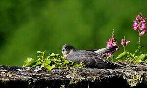 Peregrine Falcon