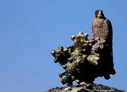 Peregrine Falcon