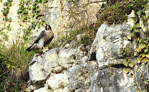 Peregrine Falcon