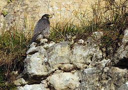 Peregrine Falcon