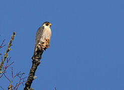 Peregrine Falcon