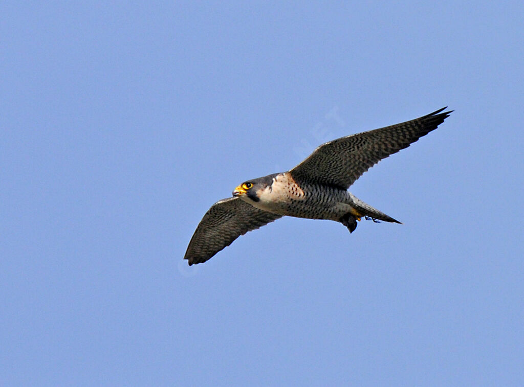 Peregrine Falcon male adult breeding