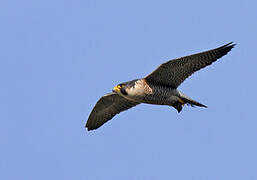 Peregrine Falcon