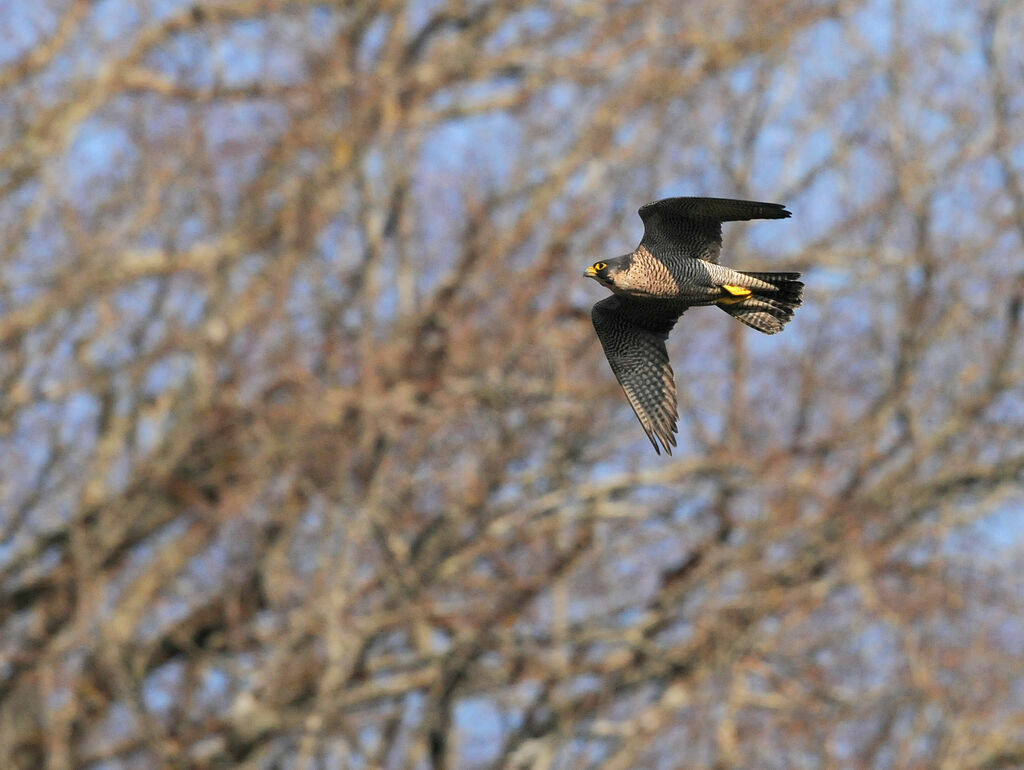 Peregrine Falcon