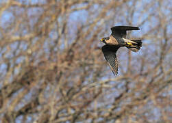 Peregrine Falcon